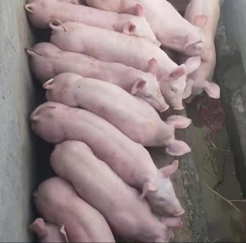 【三元仔猪】健康猪苗品种好好饲养实地考察视频看猪