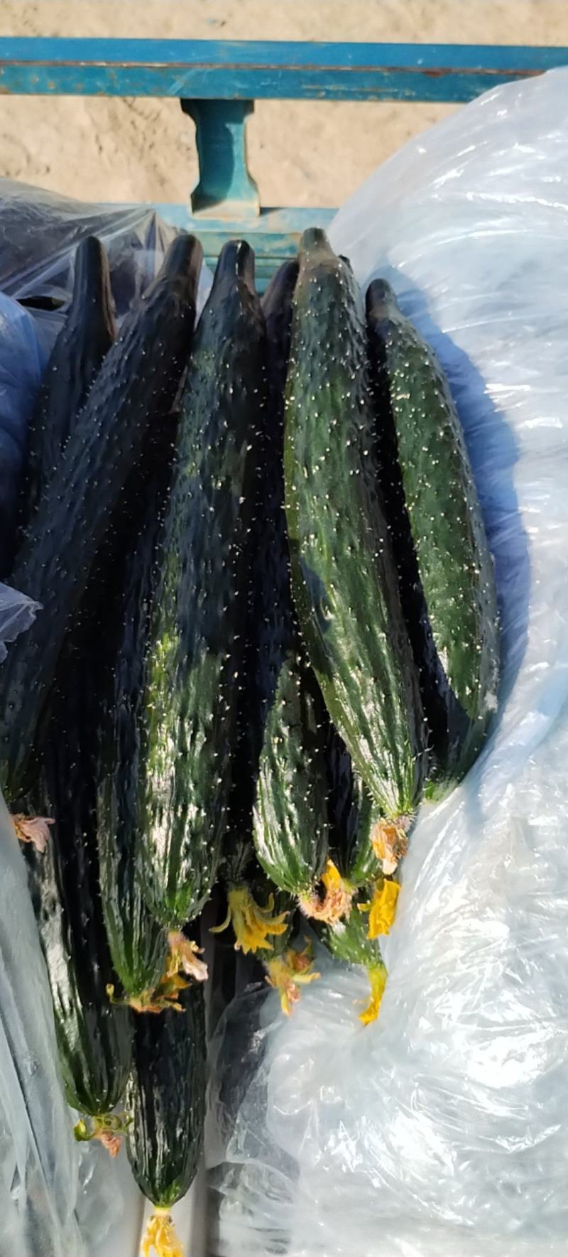 山东黄瓜精品密刺黄瓜产地直供量大从优对接全国商超