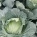 莲白，二脆，平包，厚叶。品种多，清秀，无虫。个头均匀。