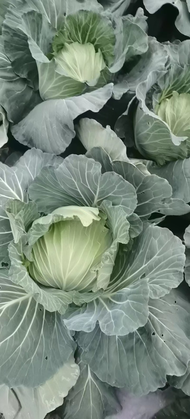 莲白，二脆，平包，厚叶。品种多，清秀，无虫。个头均匀。