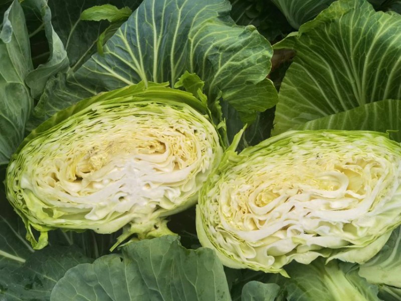 莲白，二脆，平包，厚叶。品种多，清秀，无虫。个头均匀。