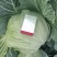 莲白，二脆，平包，厚叶。品种多，清秀，无虫。个头均匀。