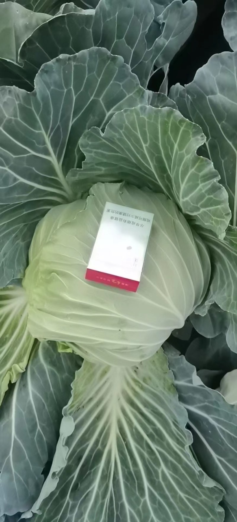 莲白，二脆，平包，厚叶。品种多，清秀，无虫。个头均匀。