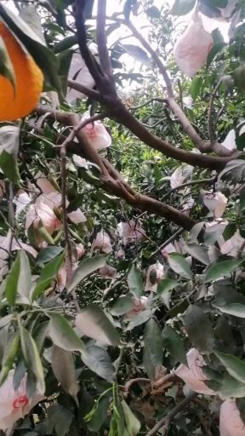 青见，彭山青见味道甜，水份好，个头大，阳光充足，颜色红。