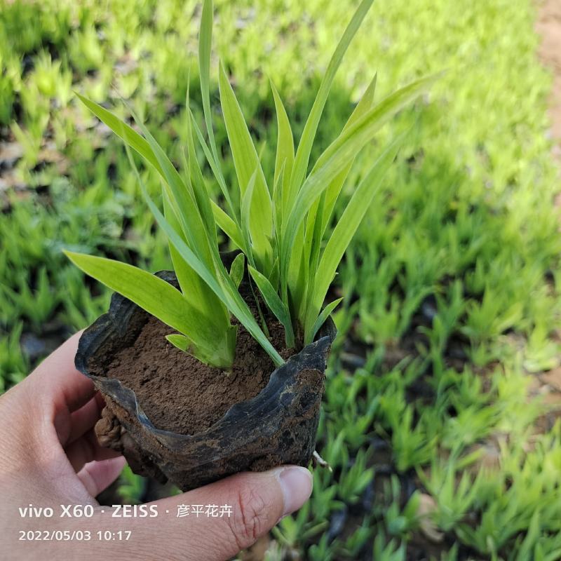 鸢尾蓝花鸢尾基地大量供应诚信经营质优价廉