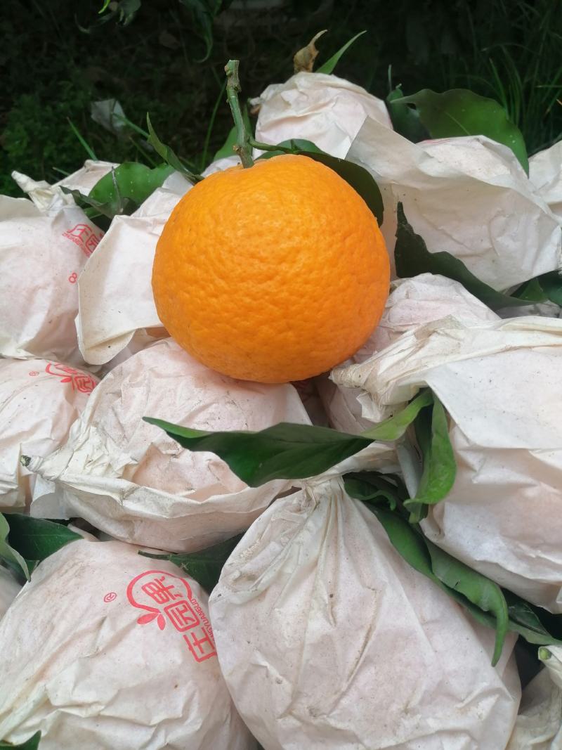 青见，眉山青见，果子水份好，甜度高，个头大，颜色红，