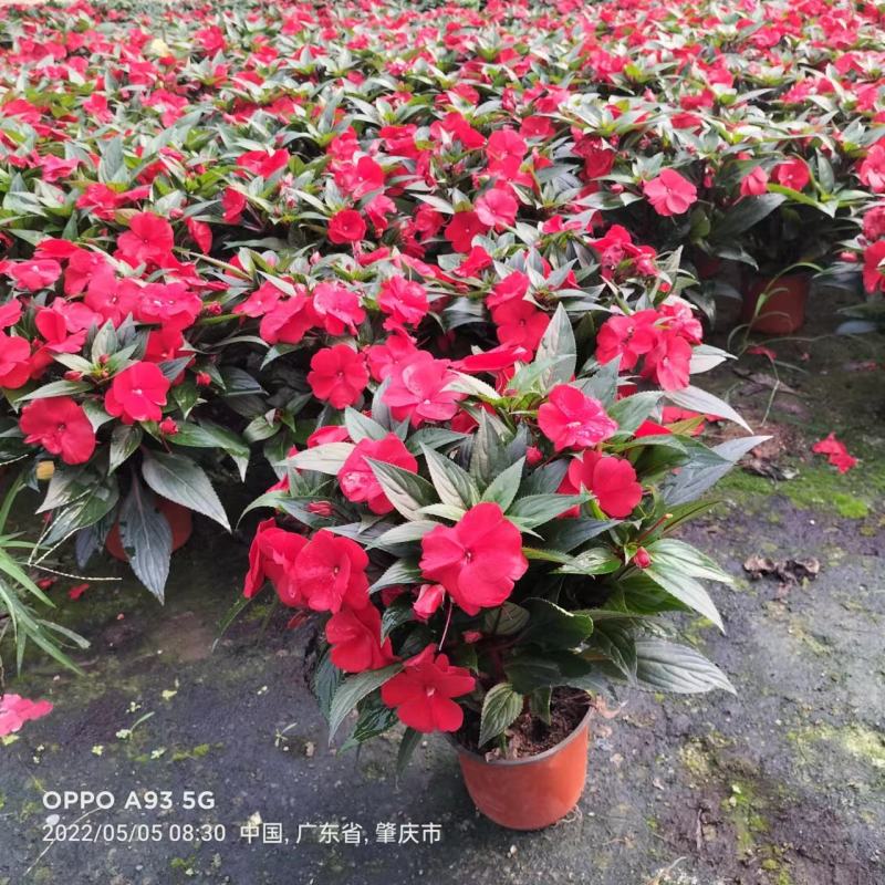 凤仙花基地直发，盆栽绿植，吸收甲醛