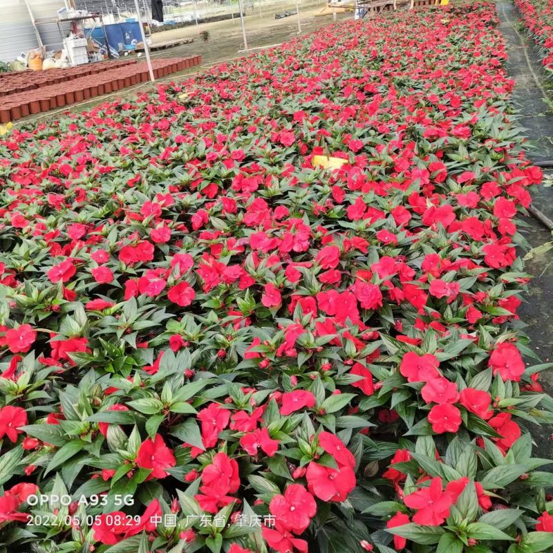 凤仙花基地直发，盆栽绿植，吸收甲醛
