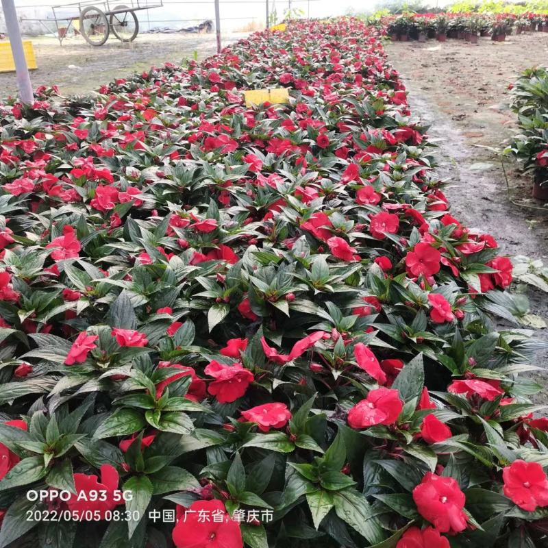凤仙花基地直发，盆栽绿植，吸收甲醛