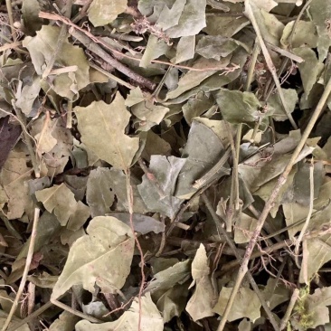 扶芳藤【包邮】三斤起发货可批量可零售量大从优