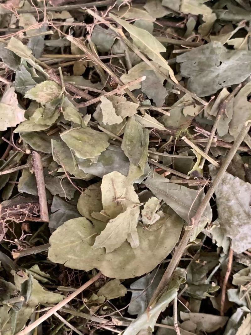扶芳藤【包邮】三斤起发货可批量可零售量大从优