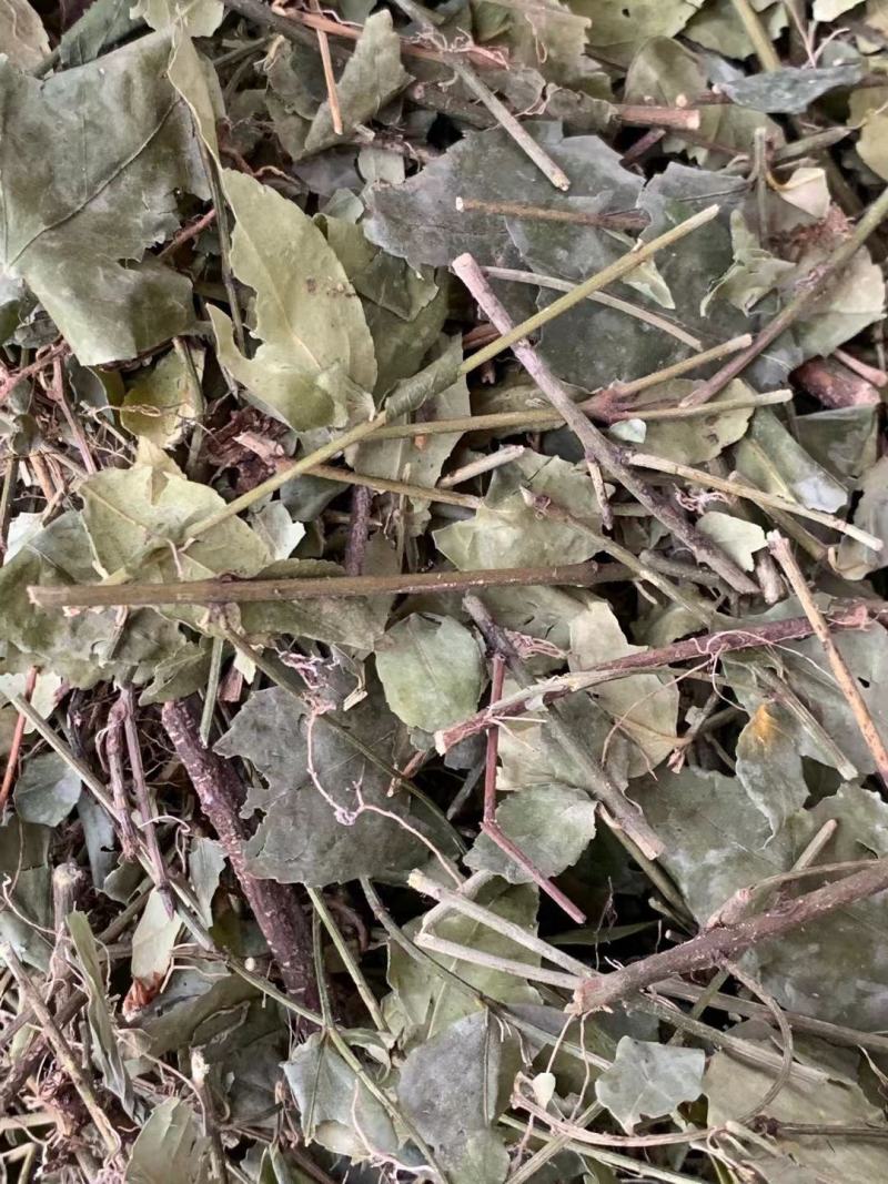 扶芳藤【包邮】三斤起发货可批量可零售量大从优