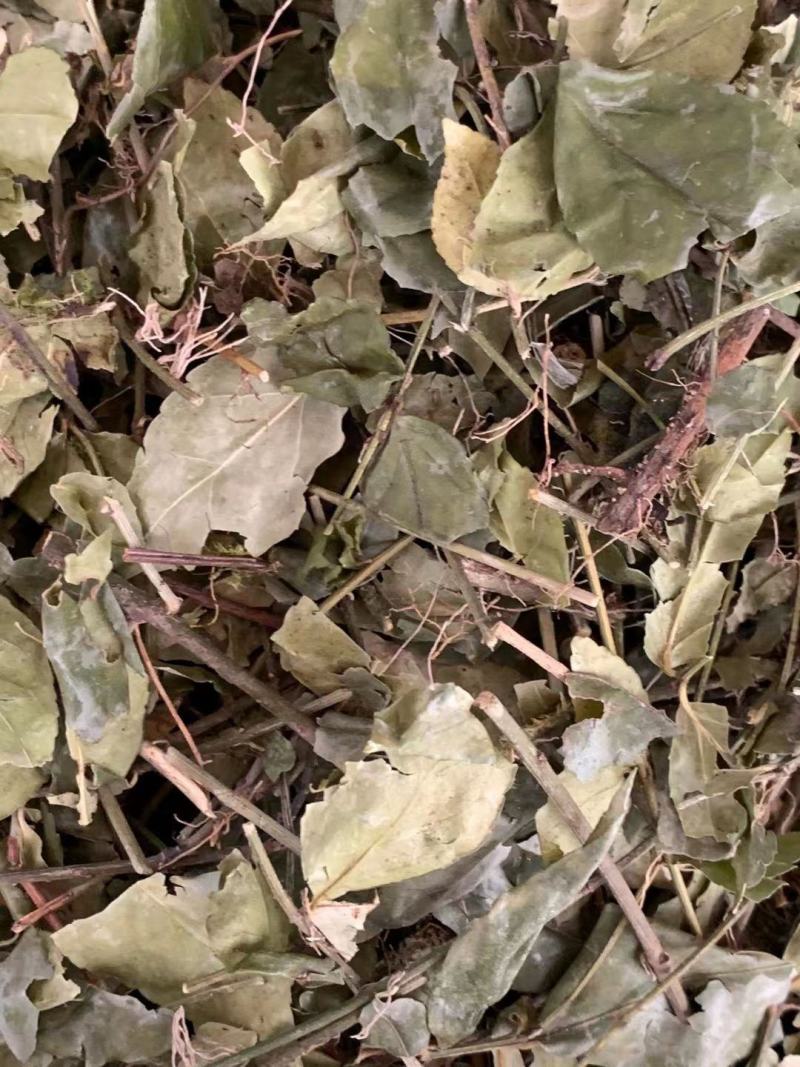扶芳藤【包邮】三斤起发货可批量可零售量大从优