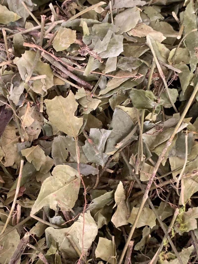 扶芳藤【包邮】三斤起发货可批量可零售量大从优