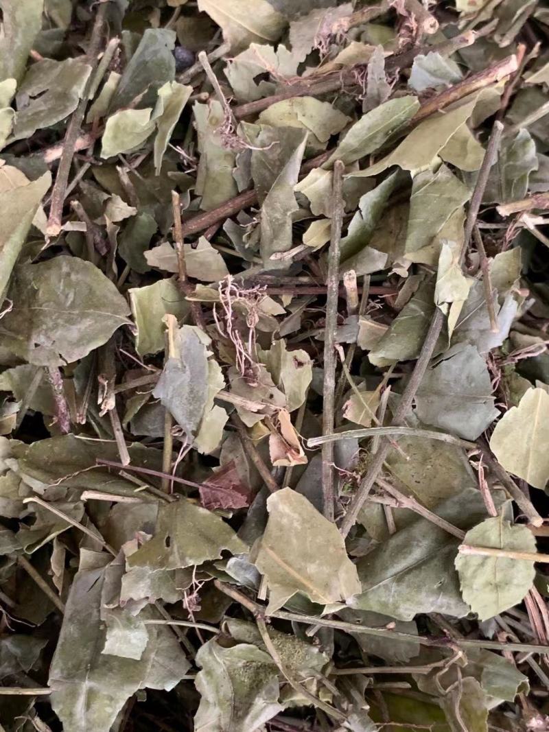 扶芳藤【包邮】三斤起发货可批量可零售量大从优