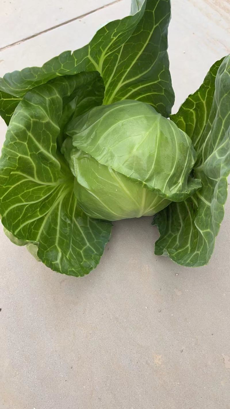 甘蓝，品种多，货源充足，绿翠源果蔬专业合作社