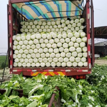 白菜大量供应中