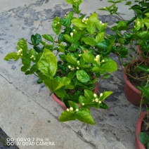 茉莉花，芳香迷人，基地直发，室内摆放绿植