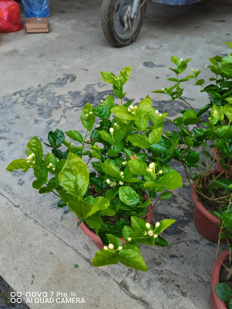 茉莉花，芳香迷人，基地直发，室内摆放绿植