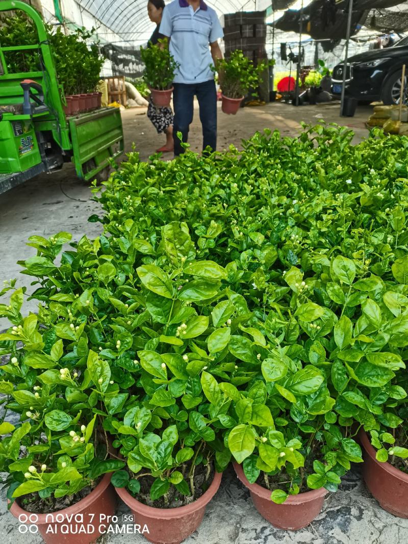 茉莉花，芳香迷人，基地直发，室内摆放绿植