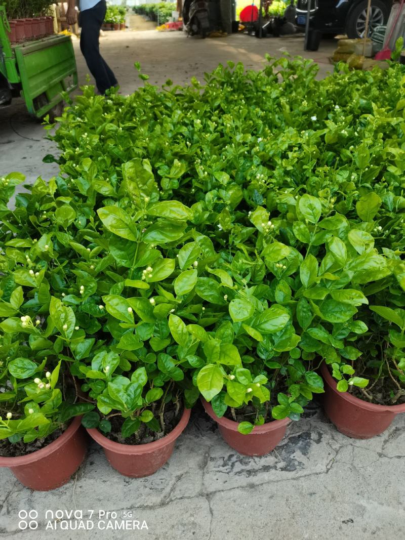 茉莉花，芳香迷人，基地直发，室内摆放绿植