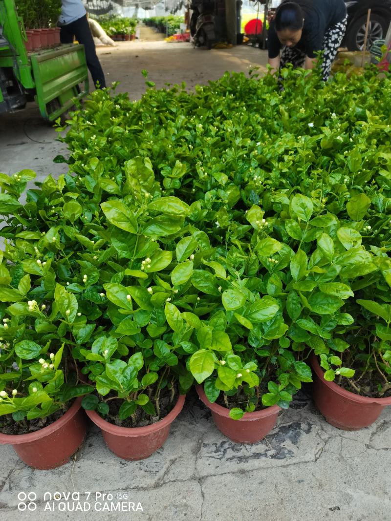 茉莉花，芳香迷人，基地直发，室内摆放绿植