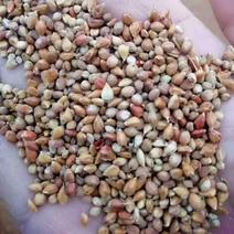【促销】高粱籽适用于酿酒养殖厂添加饲料厂加工货源充足