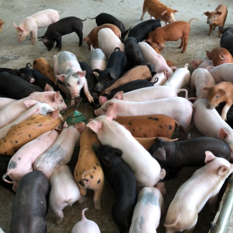 廋肉型三杂猪苗种猪猪仔
