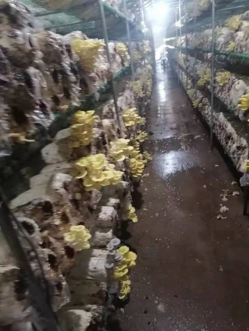 赤松茸榆黄菇