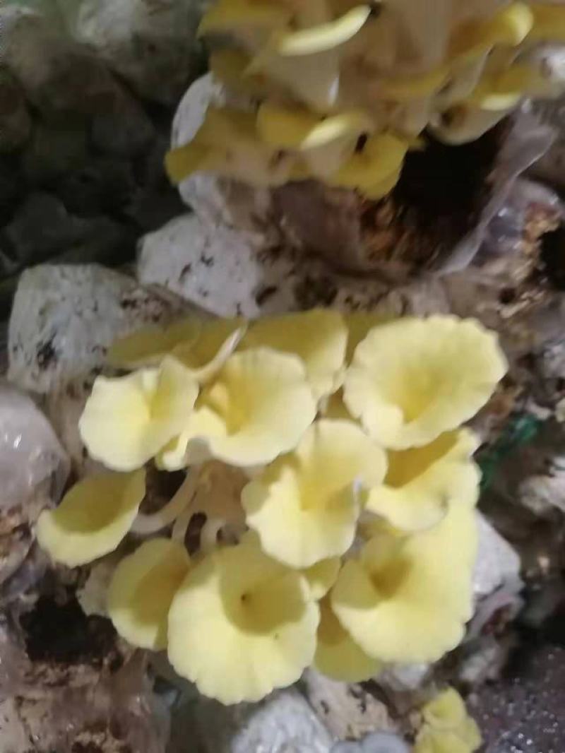 赤松茸榆黄菇