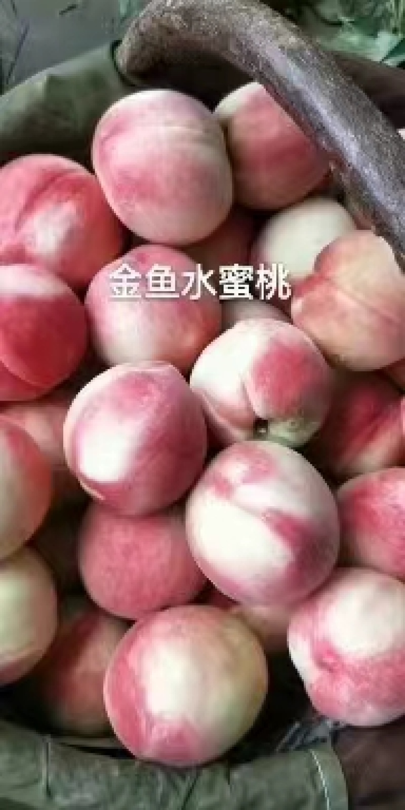 陕西省礼泉县，水蜜突围桃，即将大量上市，