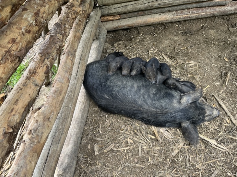 四川藏香猪后备母猪，抵抗力强好饲养生态养殖