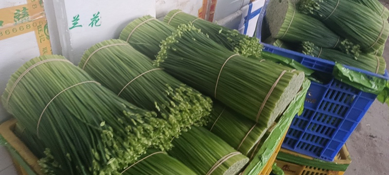 【推荐】精品韭菜花全国发货承接代理一手货源物美价廉