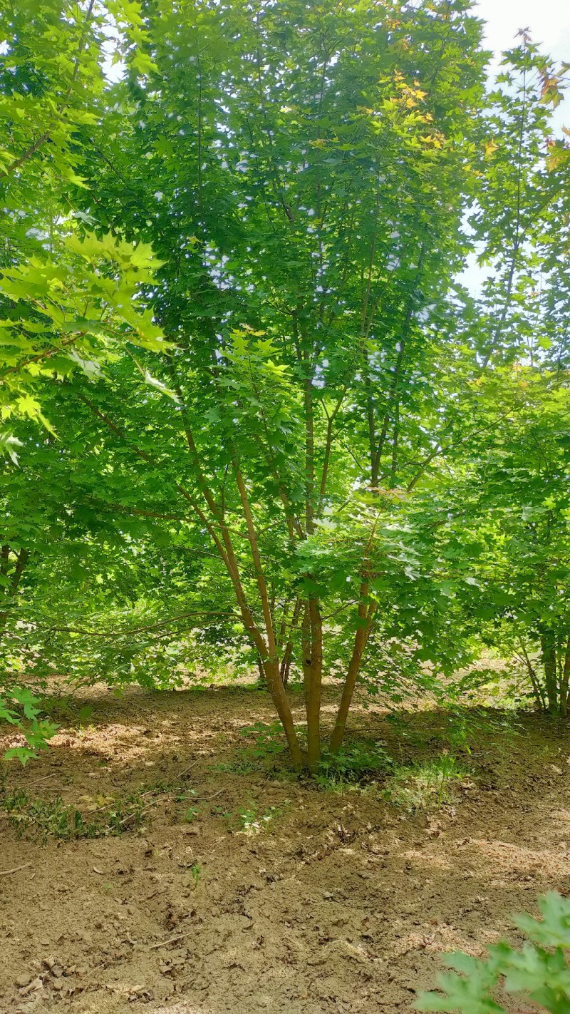 丛生元宝枫