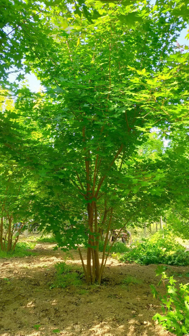 丛生元宝枫