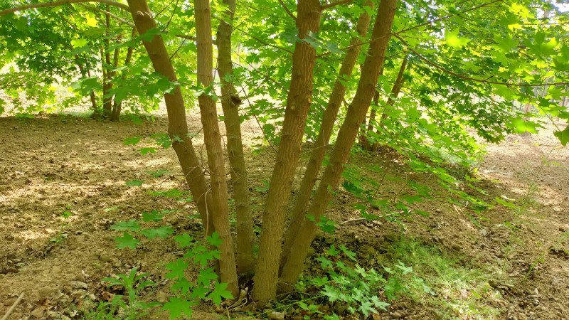 丛生元宝枫