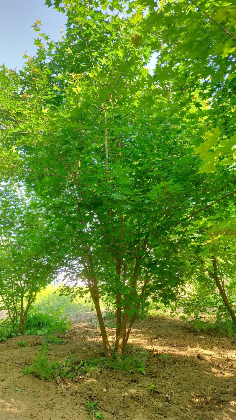 丛生元宝枫