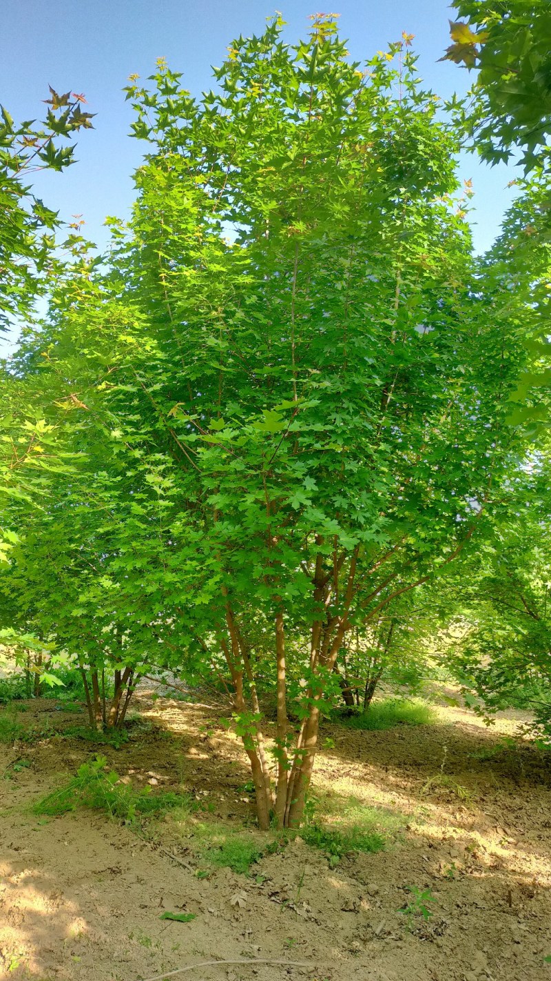 丛生元宝枫