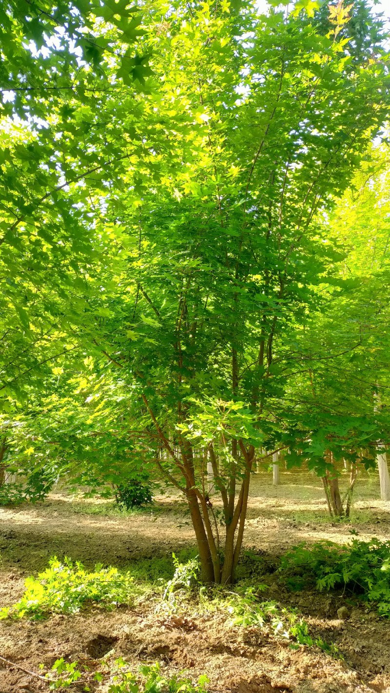 丛生元宝枫