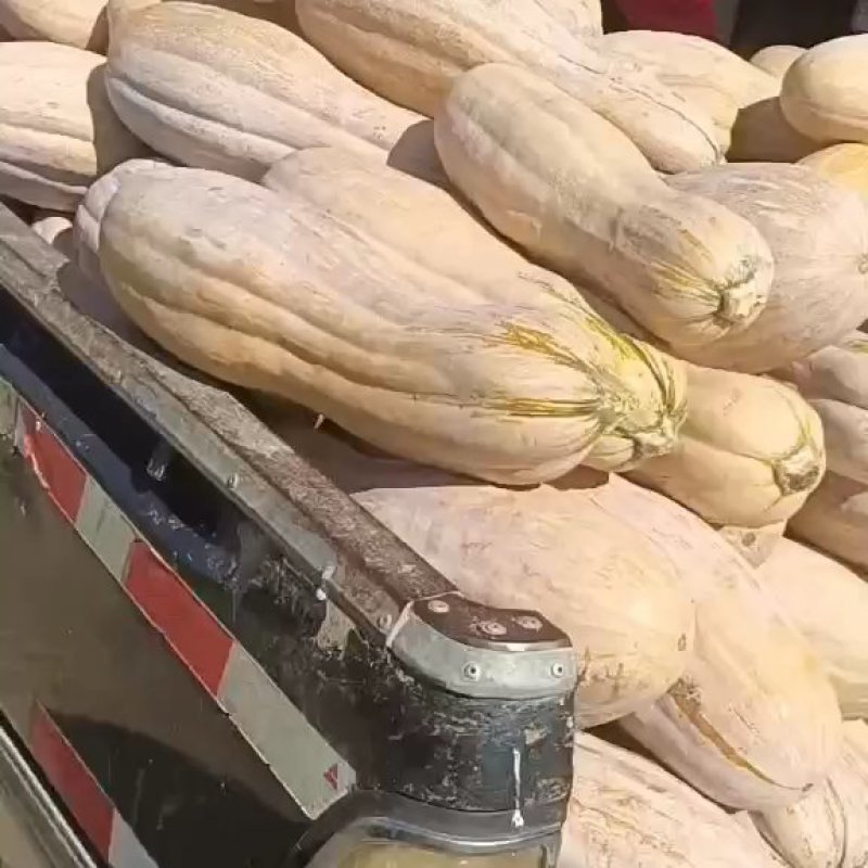 湖北松滋金韩密本南瓜，产地直销，货源充足，质量保证！