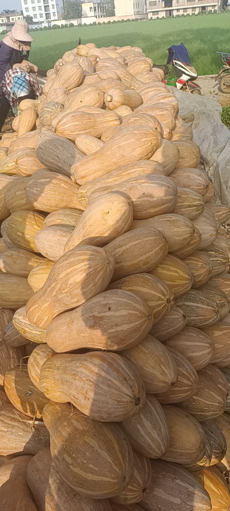 湖北松滋金韩密本南瓜，产地直销，货源充足，质量保证！