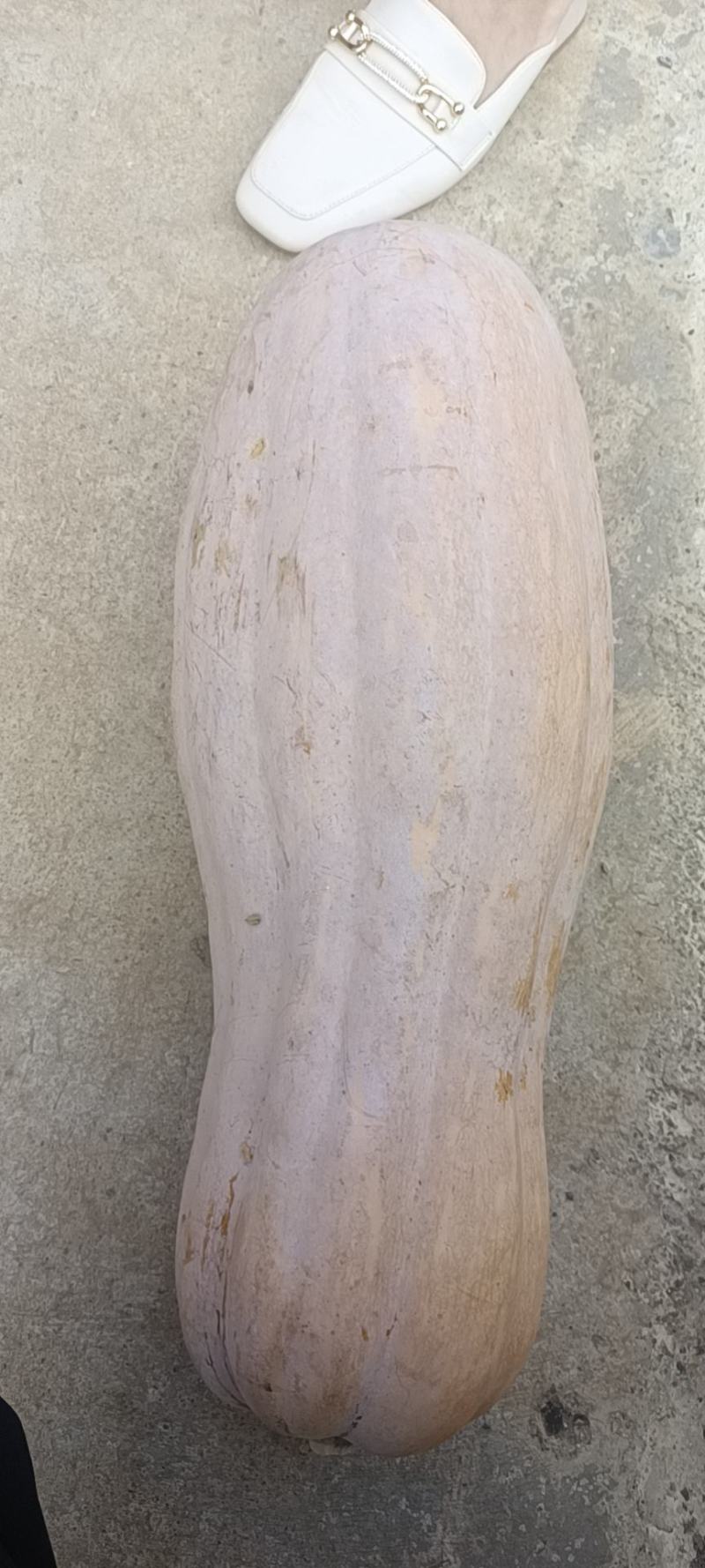湖北松滋金韩密本南瓜，产地直销，货源充足，质量保证！