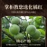 正宗化州橘红正品金毛胎果橘红切片陈年橘红片桔红片正品包邮
