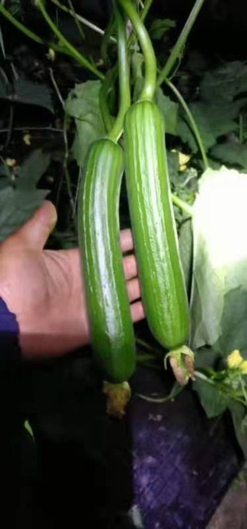 油皮丝瓜