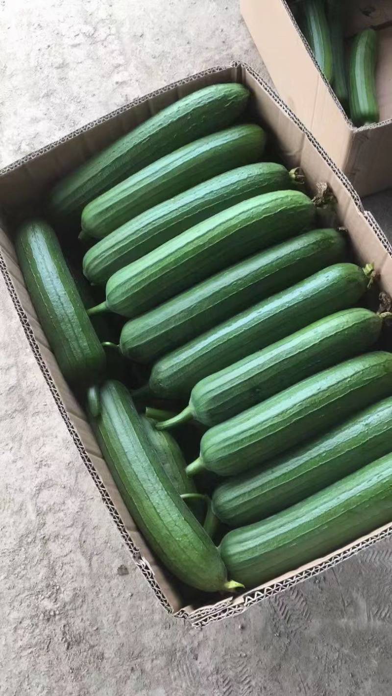 油皮丝瓜