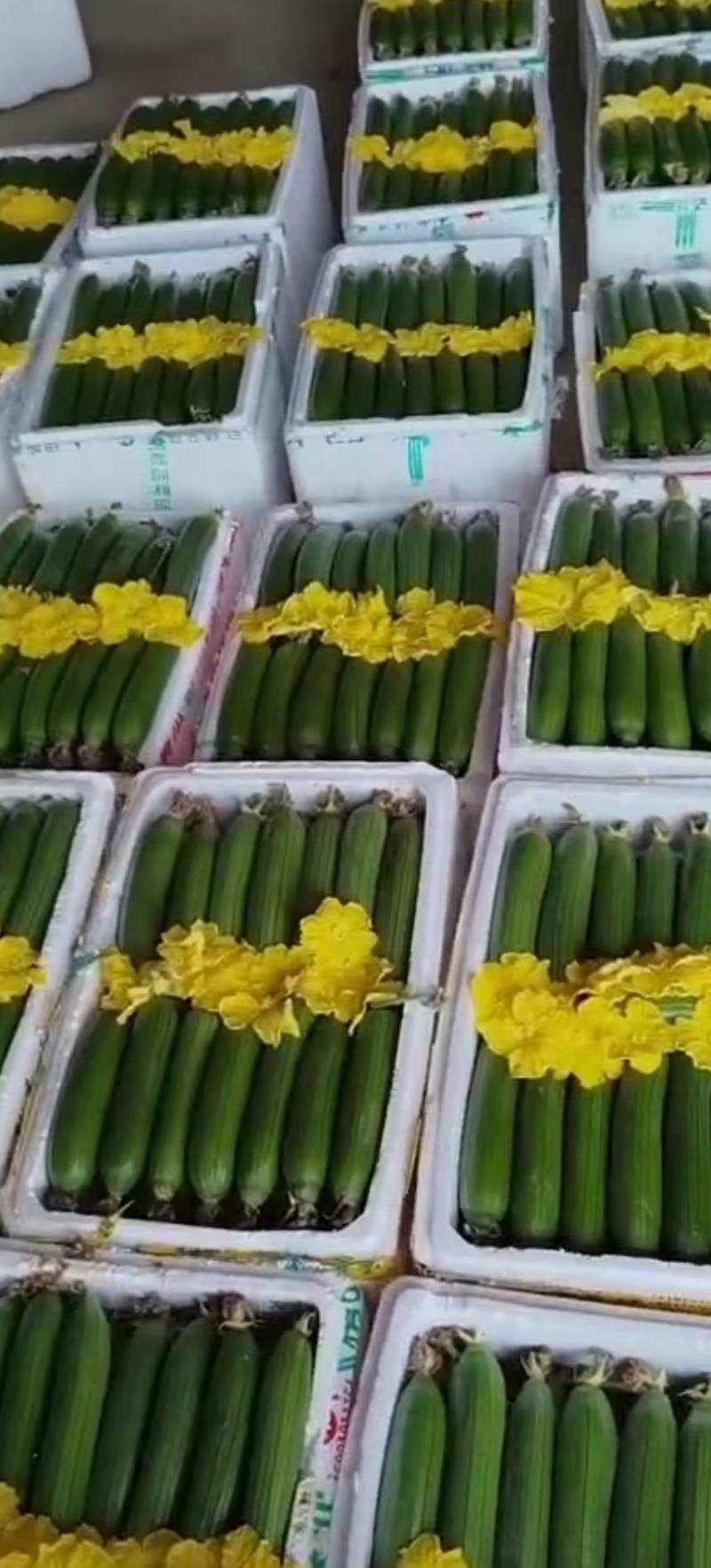油皮丝瓜