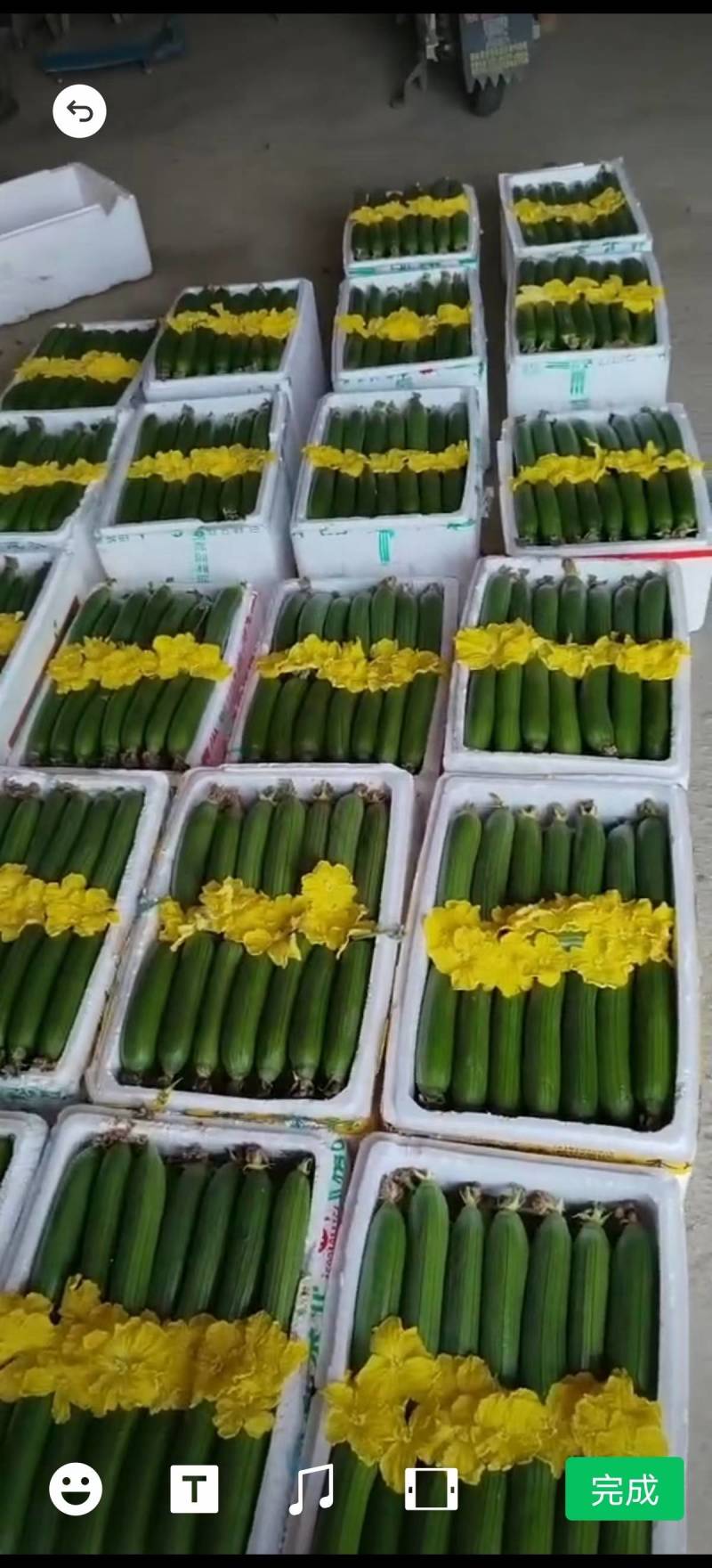 油皮丝瓜