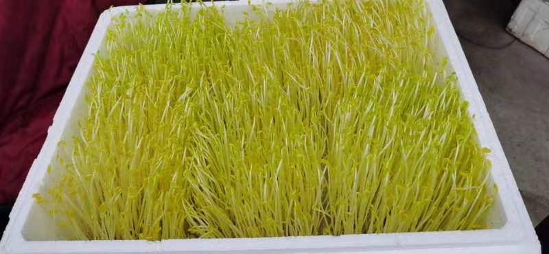 豌豆苗，量大从优