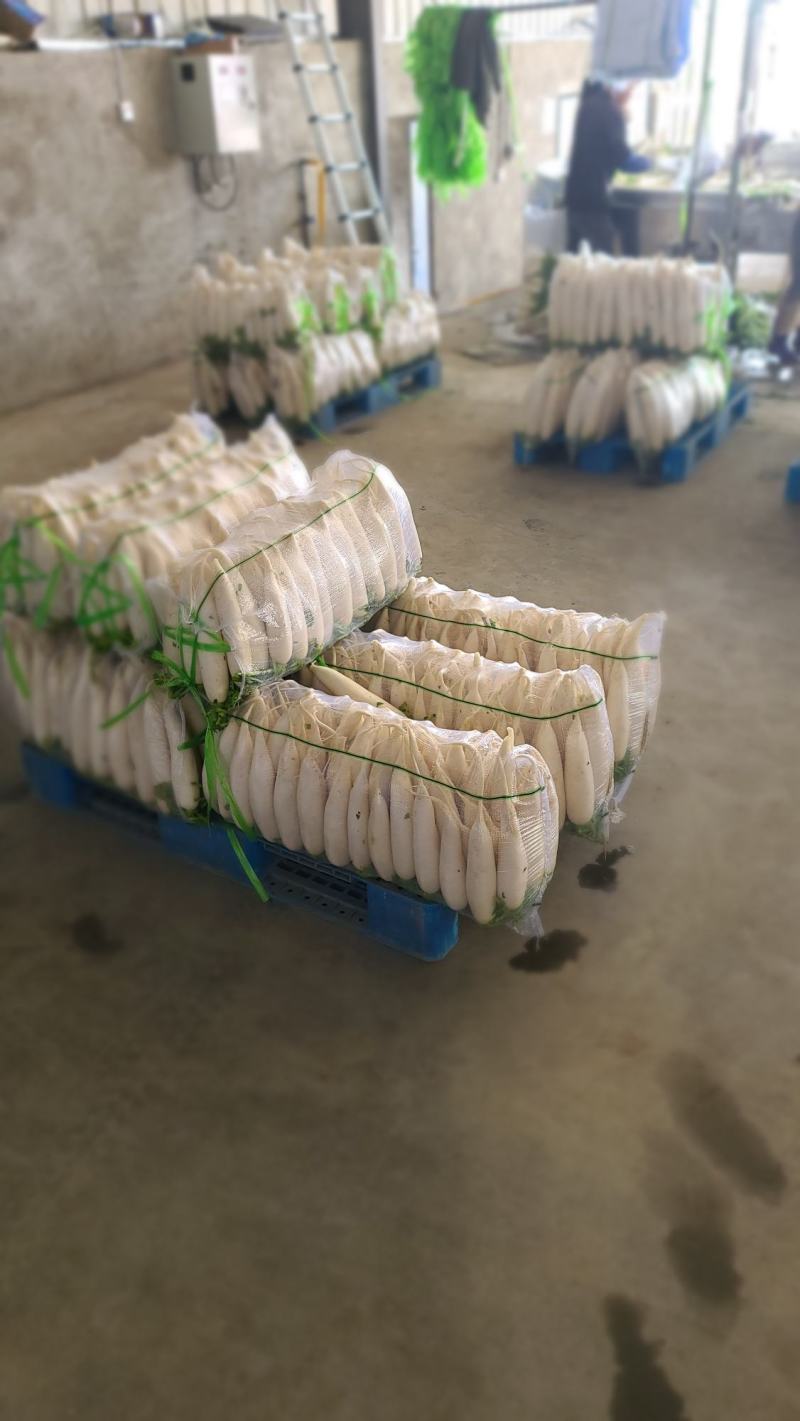 【精品】质量问题包赔湖北天门自己种植白萝卜产地直供