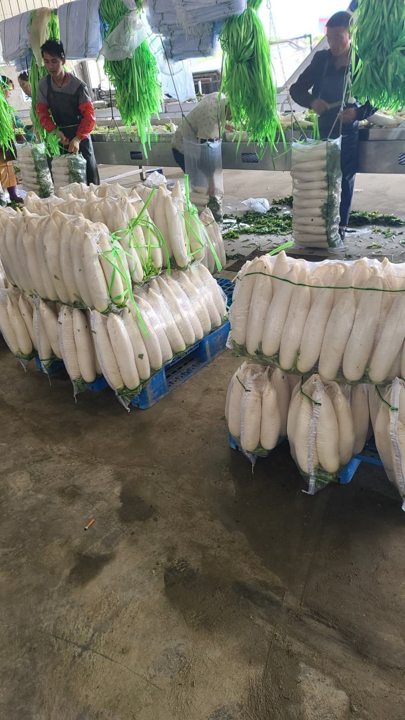 【精品】质量问题包赔湖北天门自己种植白萝卜产地直供